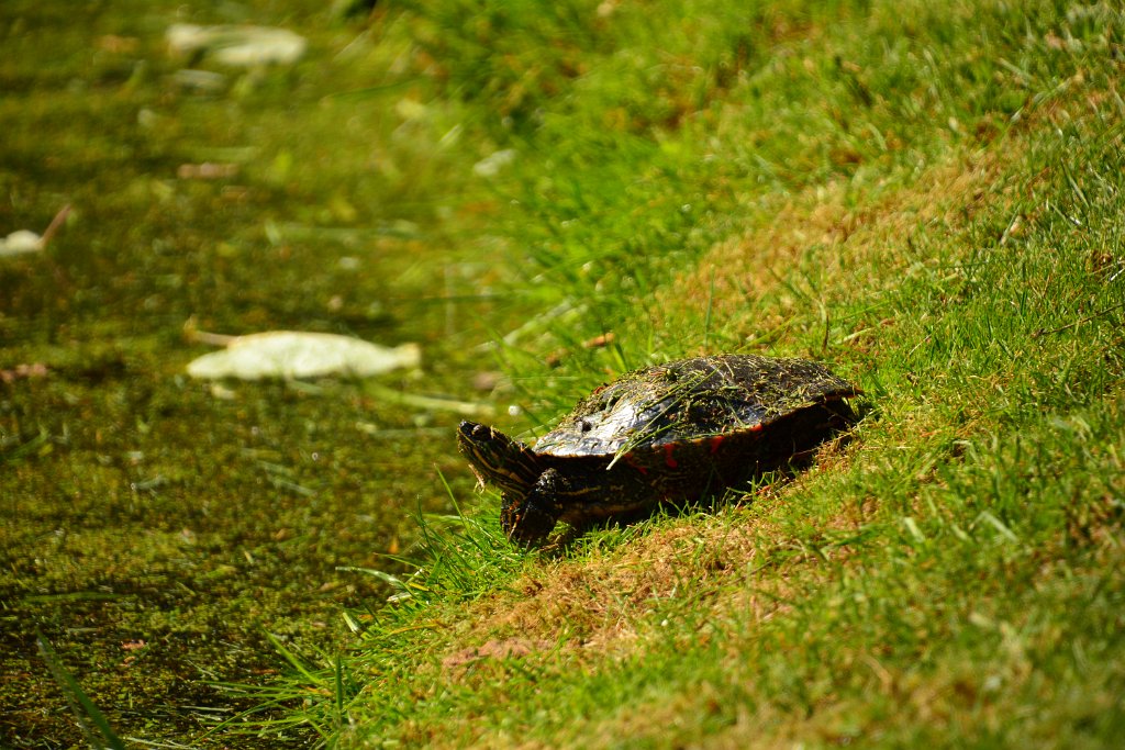 D70_8165.JPG - koppmeier.net