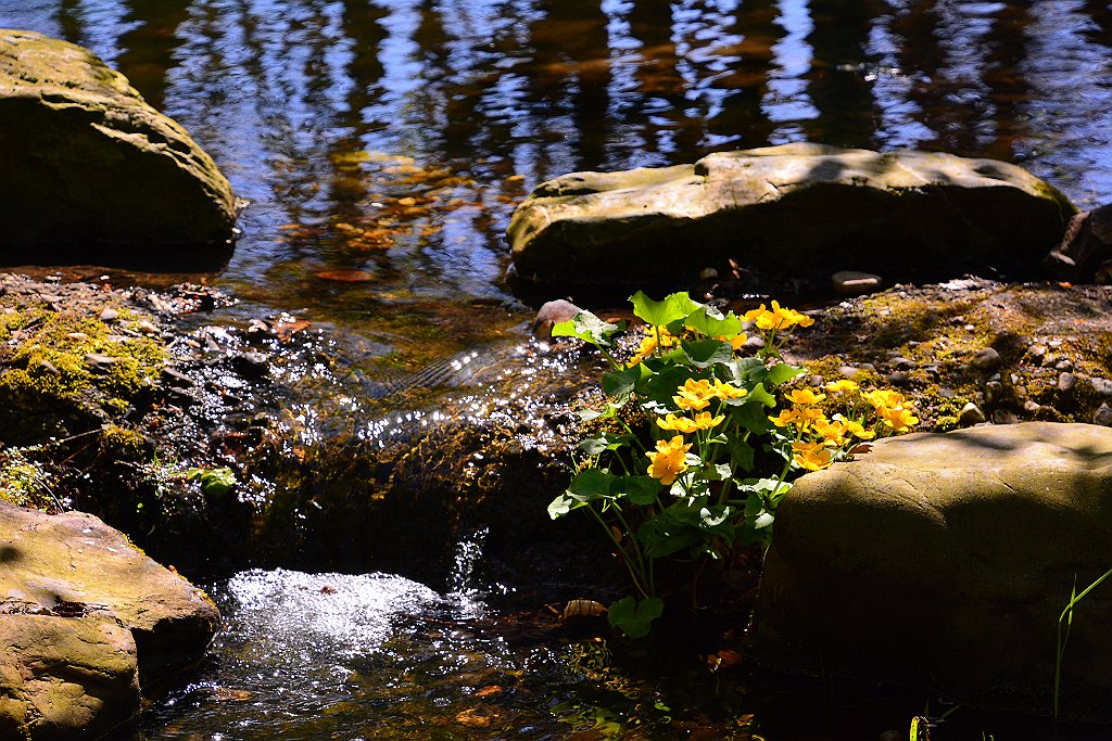 D70_8173.JPG - koppmeier.net