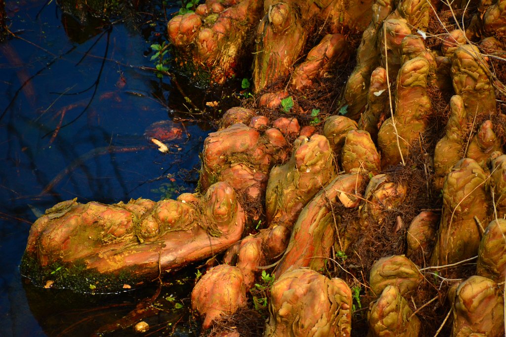 D70_8236.JPG - koppmeier.net