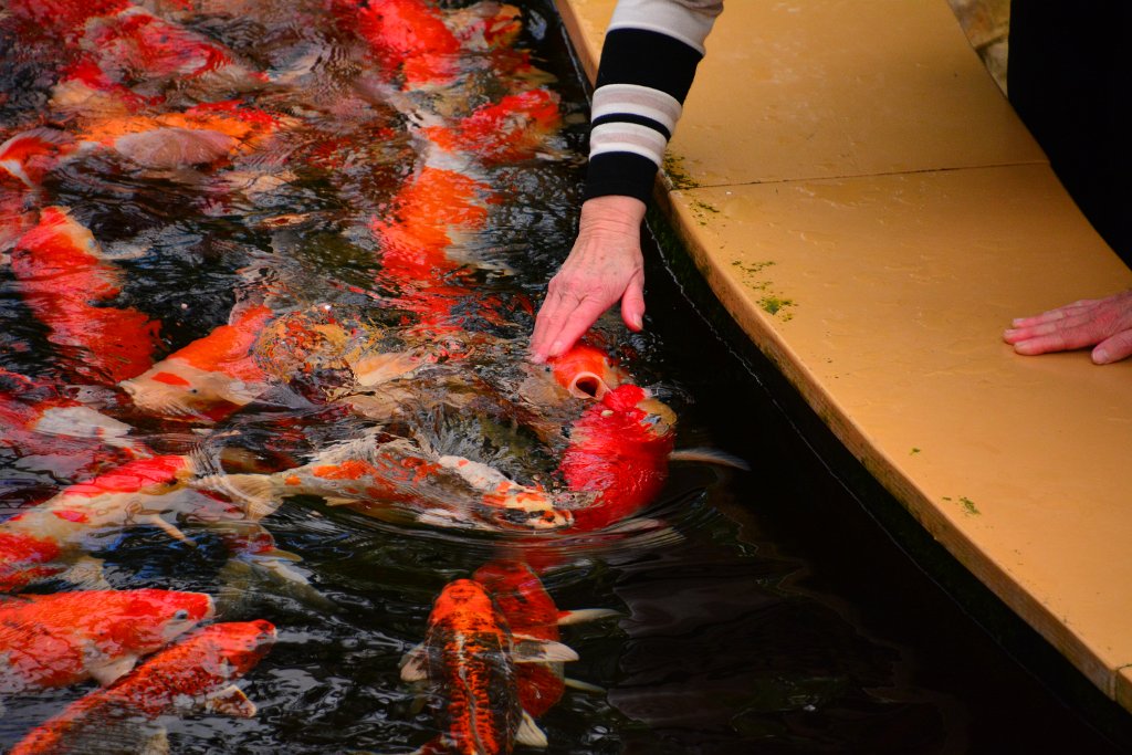 D70_8243.JPG - koppmeier.net