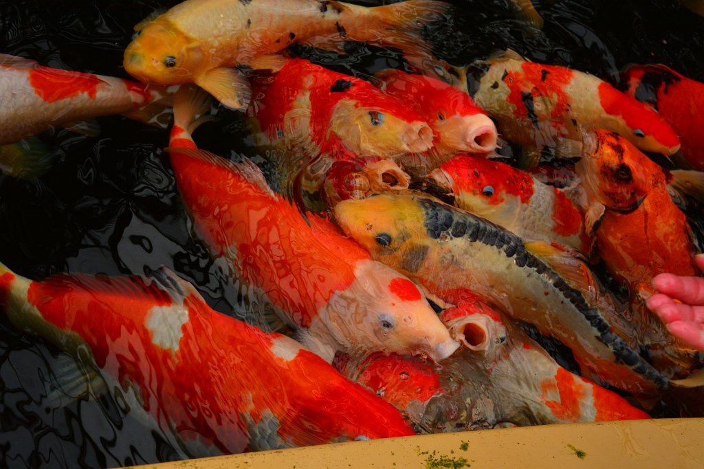 D70_8259.JPG - koppmeier.net