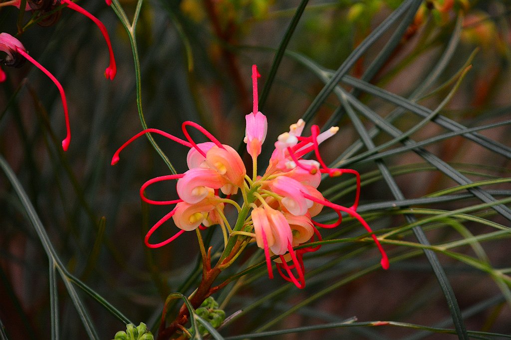 D70_8278.JPG - koppmeier.net