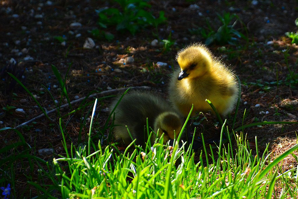 D70_8298.JPG - koppmeier.net