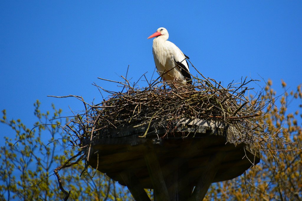 D70_8316m.jpg - koppmeier.net