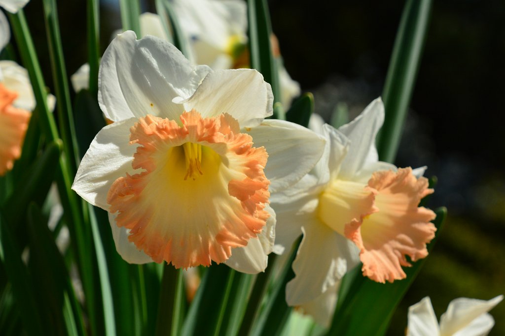 D70_8329.JPG - koppmeier.net