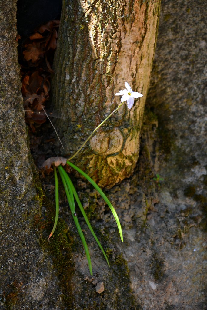 D70_8337.JPG - koppmeier.net