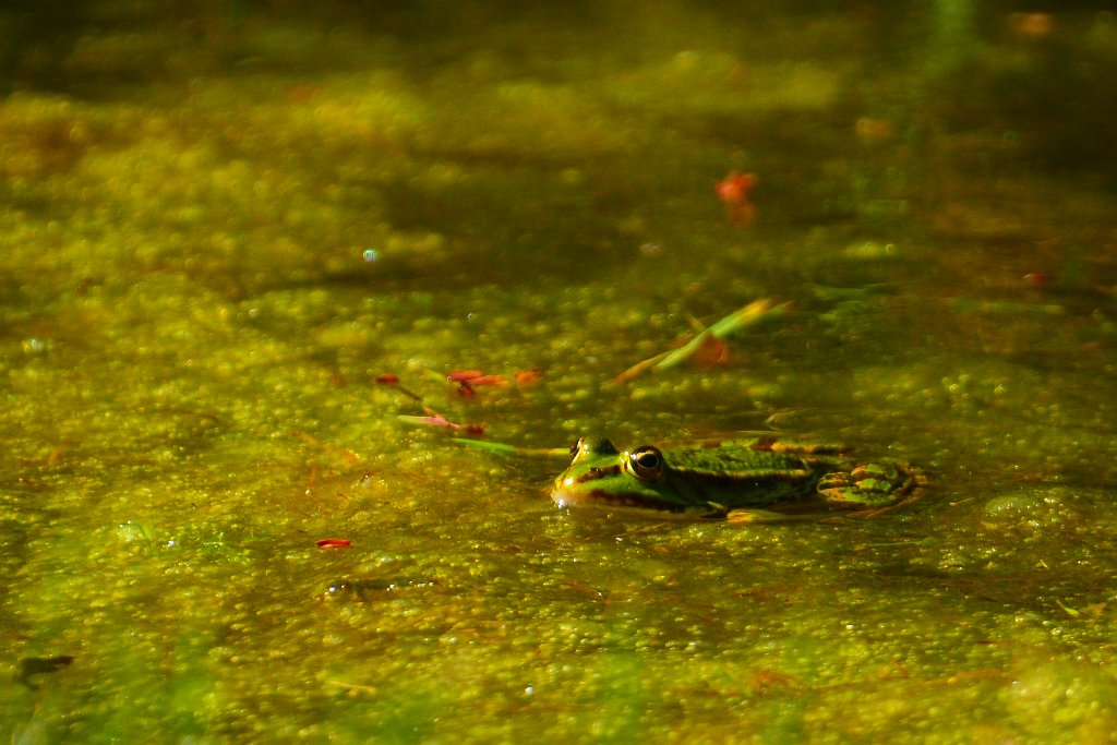 D70_8349m.JPG - koppmeier.net