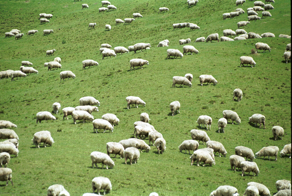 2106-31.jpg - [de]Neuseeland, Nordinsel[en]New Zealand, Northern Island