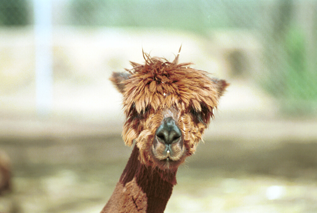 2107-18.jpg - [en](Alpaca)[de](Alpaka)