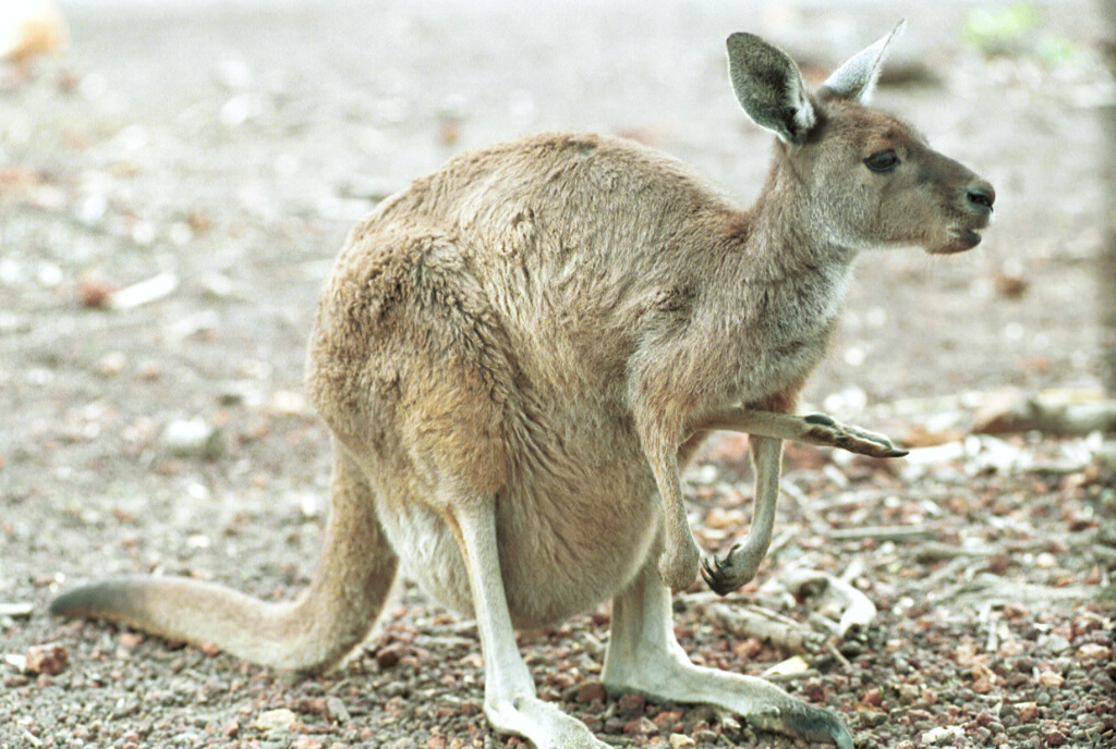 2107-21.jpg - [de]Bettler, überall Bettler mit üblen Betteltricks...[en]Beggars everywhere, with terrific tricks...