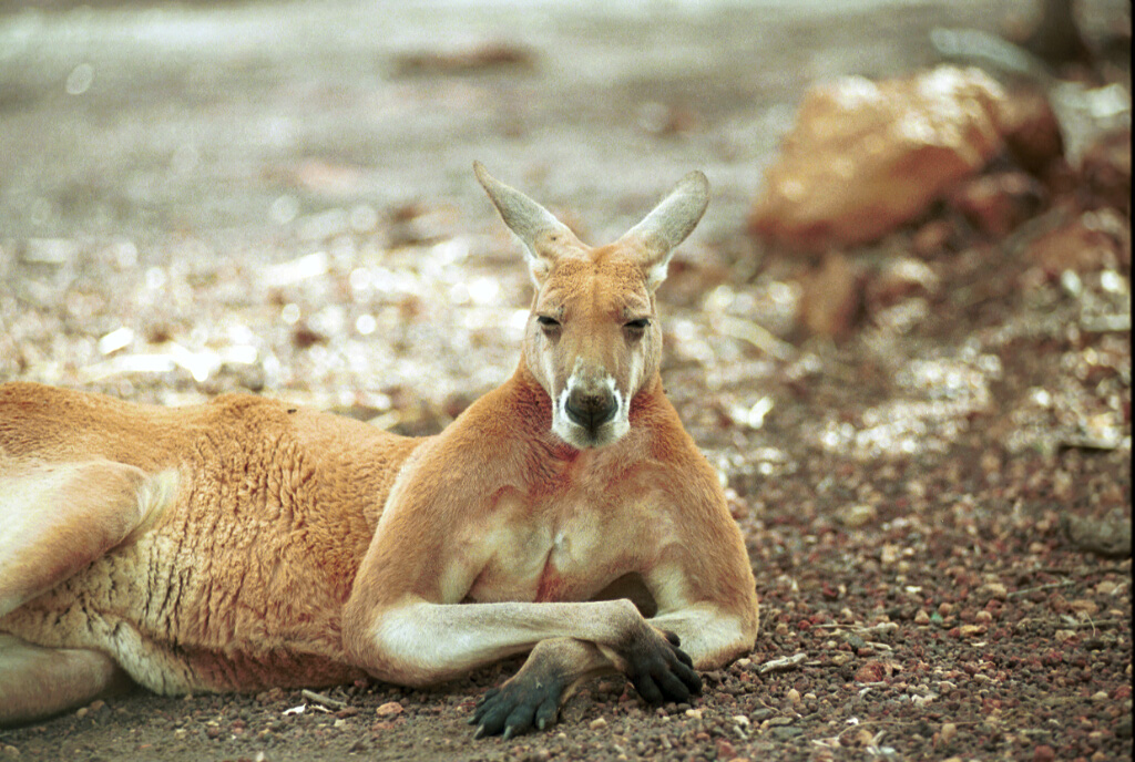 2107-28.jpg - [en]He's the boss[de]Ich bin der Chef hier.