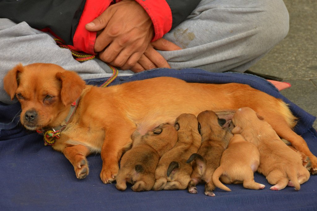 D70_4507-m1.jpg - Avenue des Champs Élysées  