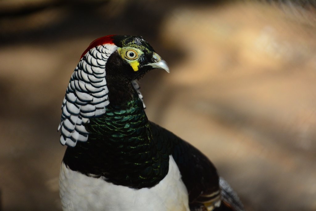 D70_9019.JPG - Le Jardin d'Acclimatation