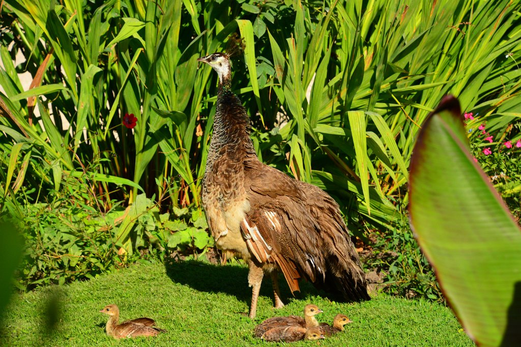 D70_9028.JPG - Le Jardin d'Acclimatation