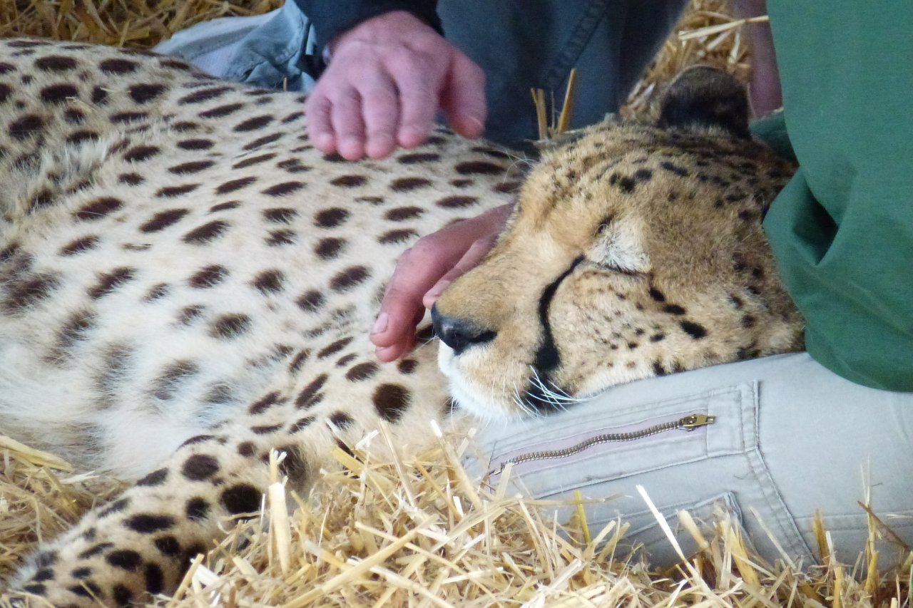 P1000313.JPG - [en]Cheetah Outreach at Spier Wine Estate[de]Gepardenstation auf dem Weingut Spier 