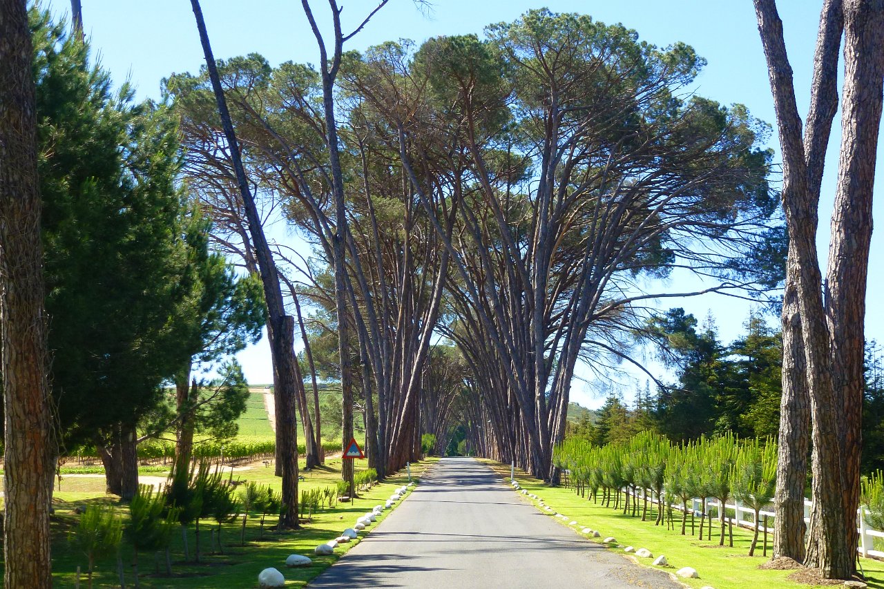 P1000526mm.jpg - Lord Neethlingshof Wine Estate