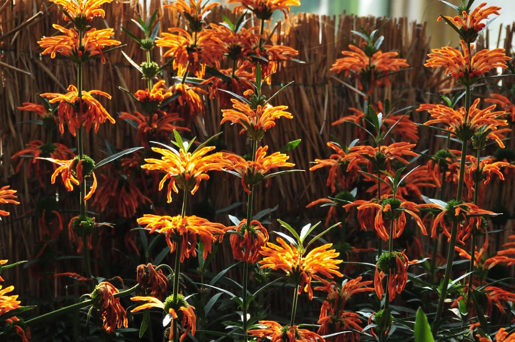 11400_N3B_2727.JPG - [de]Palmenhaus im Park von Schloss Schönbrunn[en]Palm house, Schoenbrunn palace